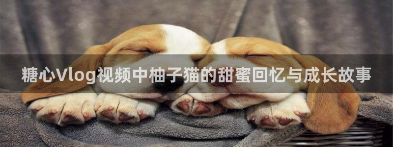 糖心vlog阿朱:糖心Vlog视频中柚子